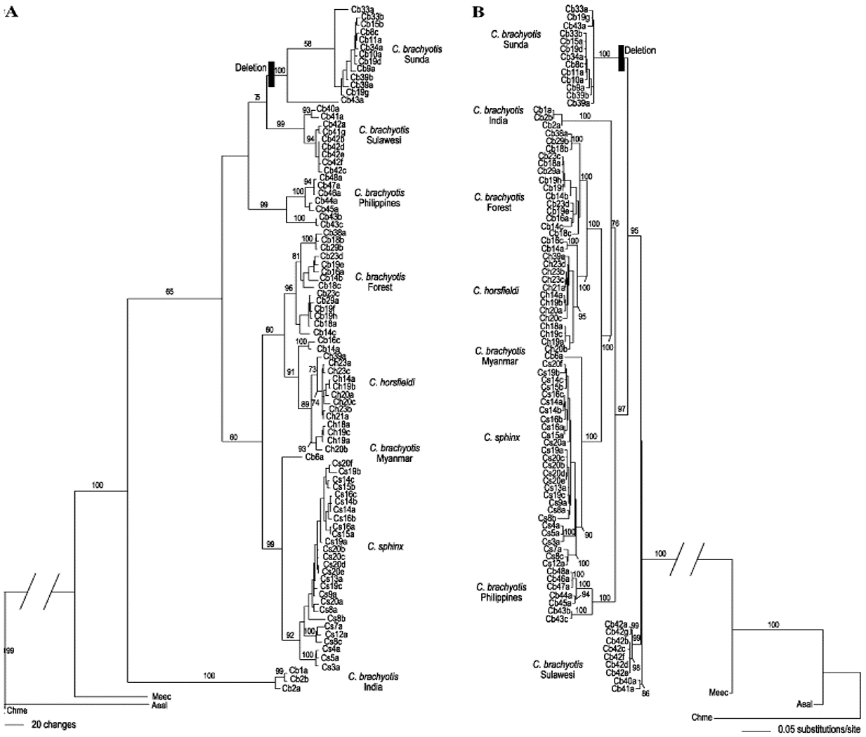 phylogenetic tree 2.png