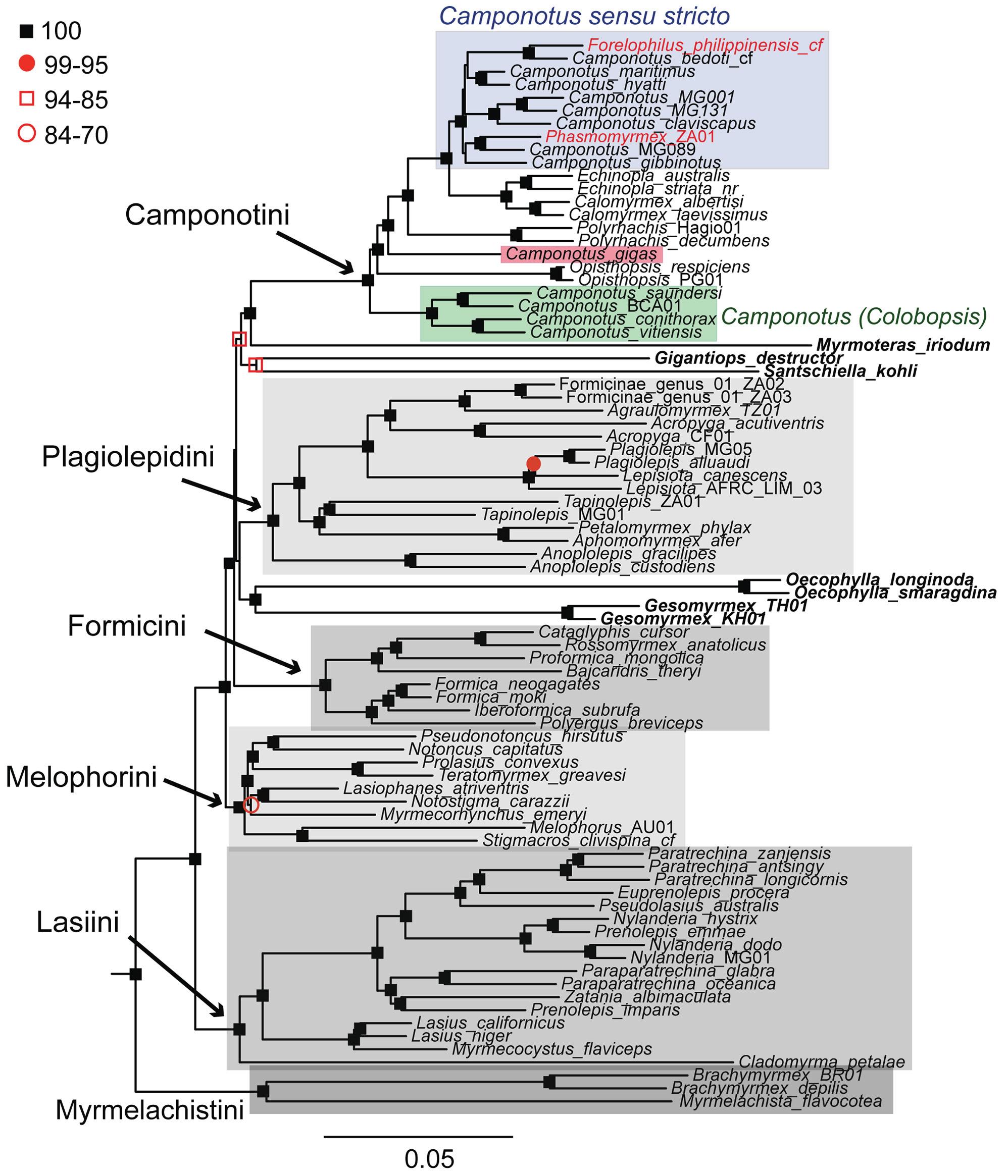 phylogenetic tree.JPG
