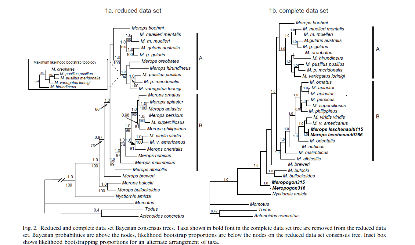 phylogenetic tree.png