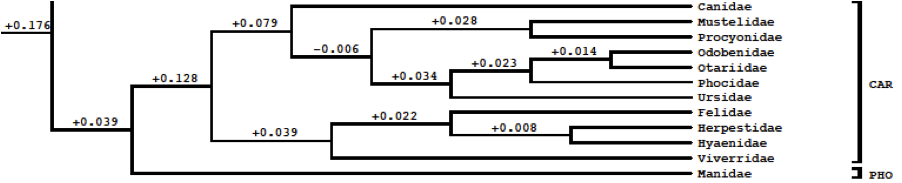 phylogenetic tree3.png