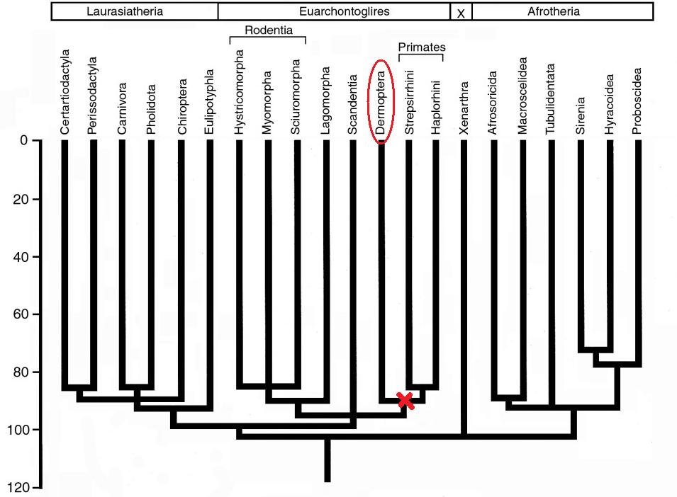 phylogenetic_tree.jpg