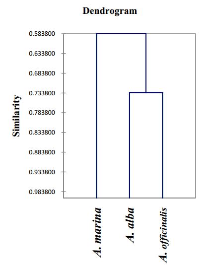 phylogenetics_avicennia.JPG