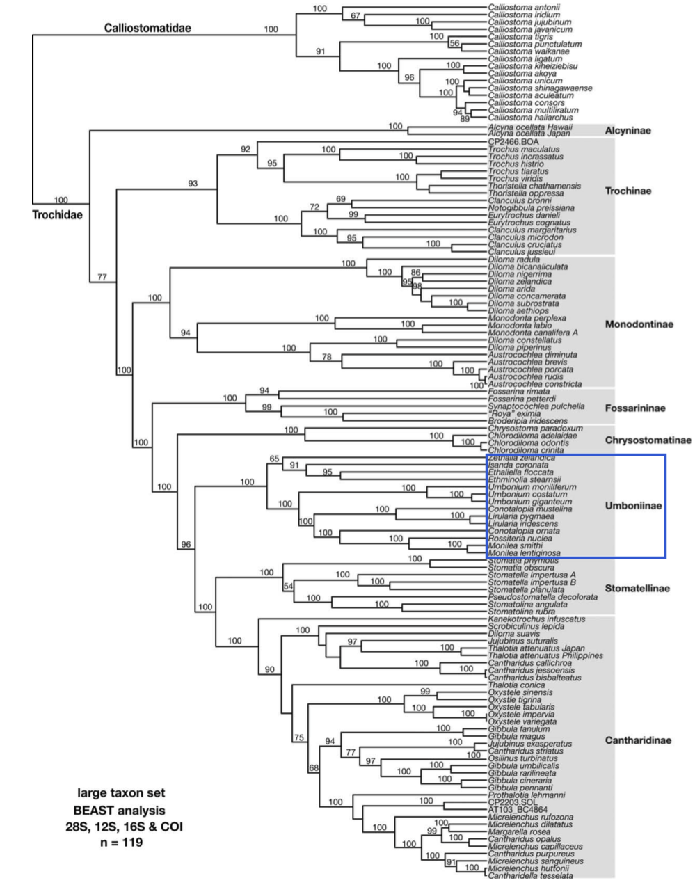 phylogeny copy.png