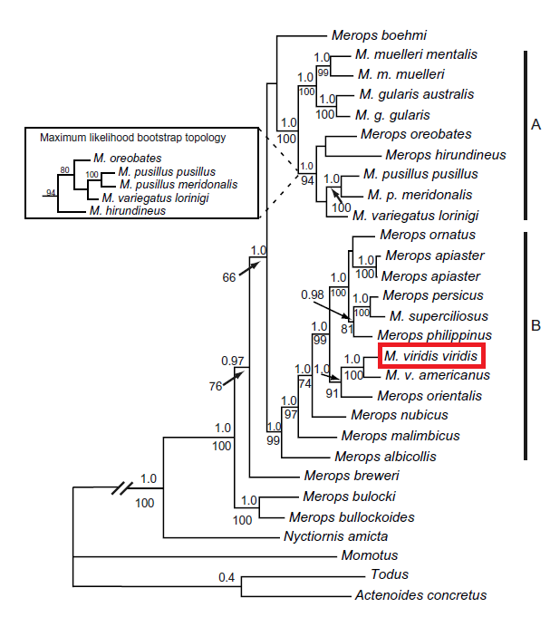 phylotree reduced.png phylotree reduced.png