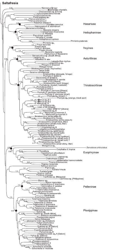 phylotree.jpg