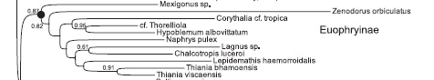 phylotree2.jpg