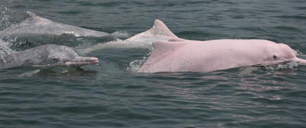 pink-dolphins.jpg