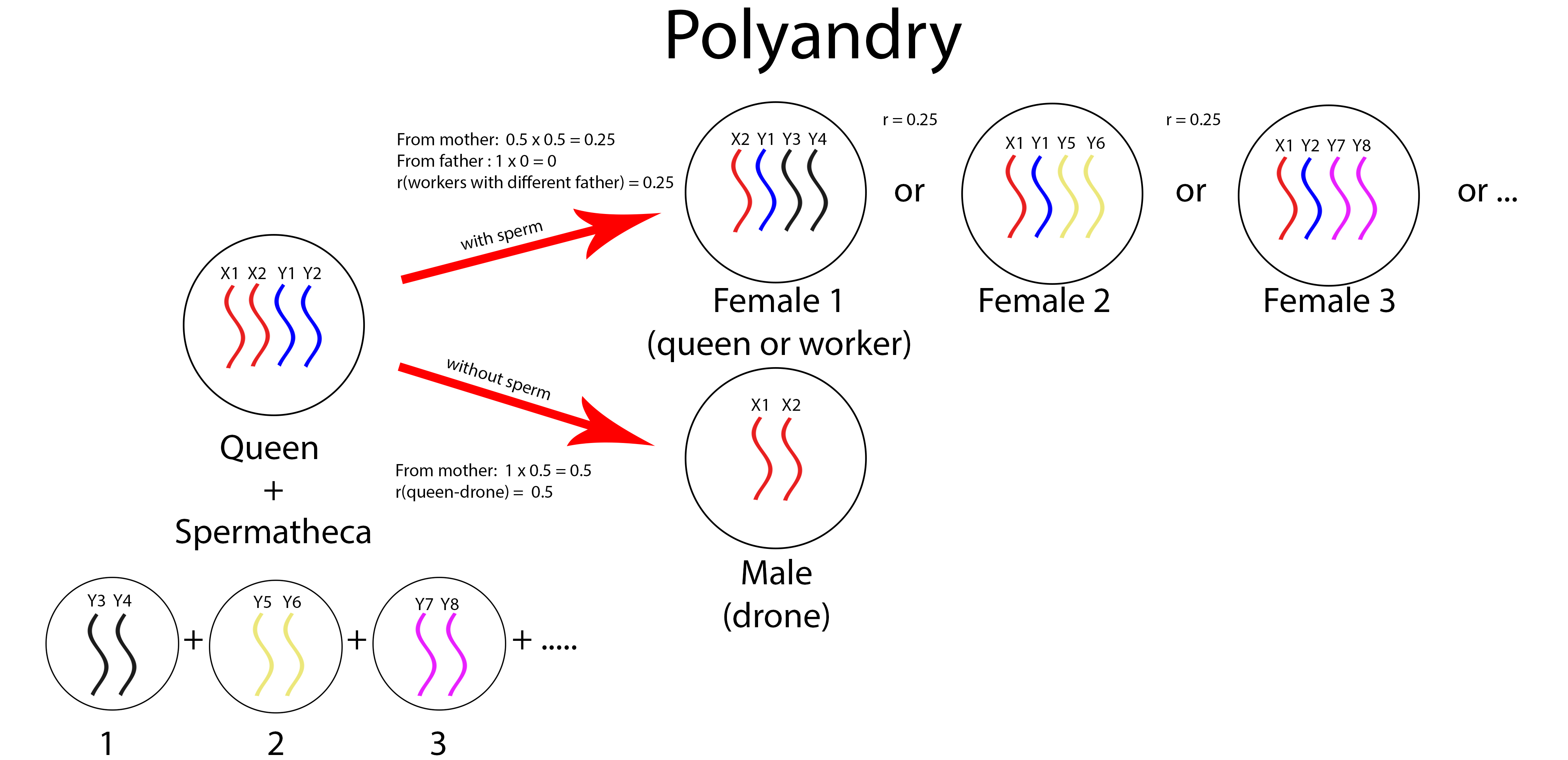 polyandry (edit).jpg