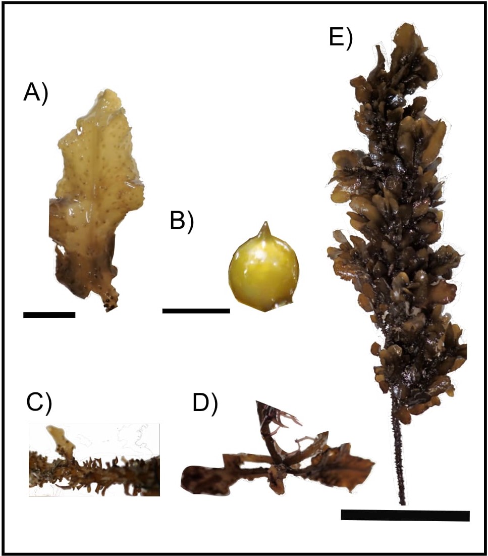 polycystum morhpho-1.jpg