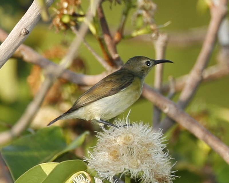 purple_throated_sunbird_female.jpg purple_throated_sunbird_female.jpg