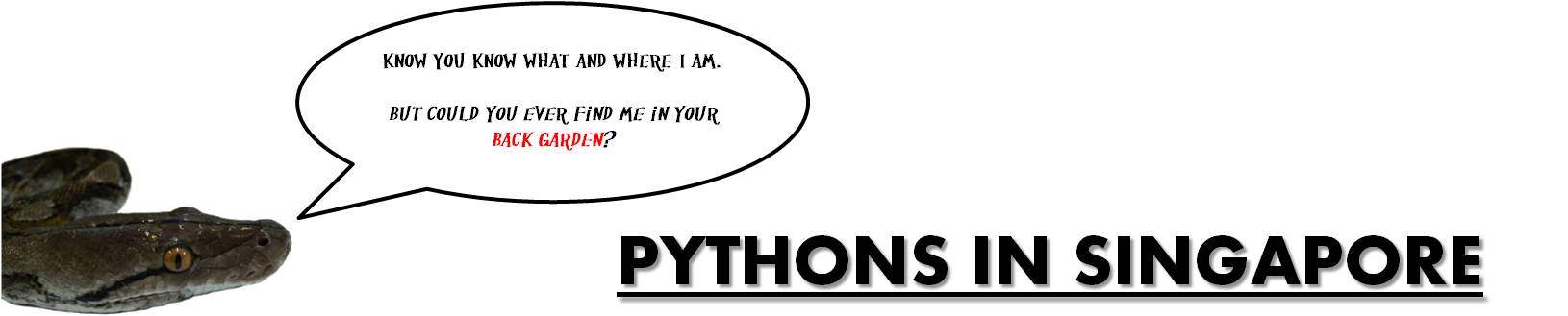 python_-_singapore.jpg