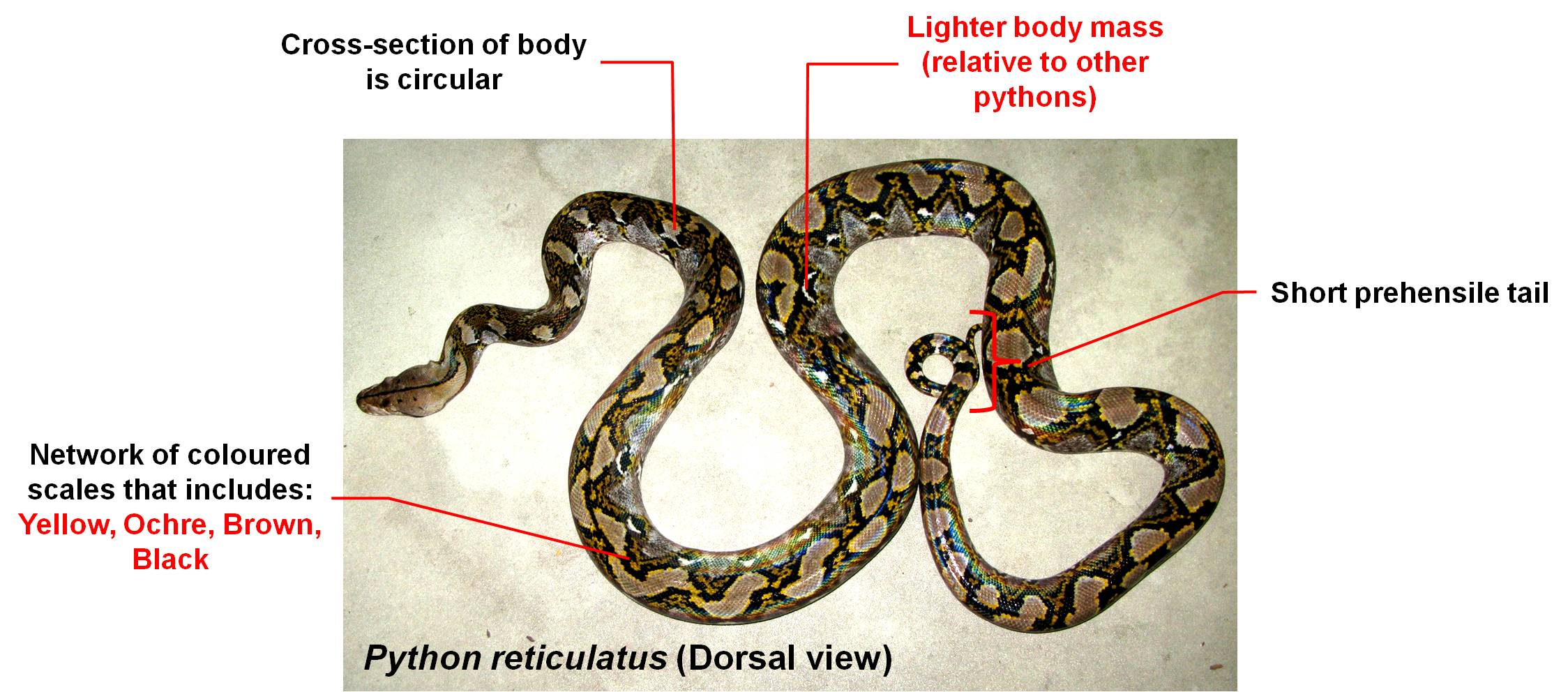 python_diagnosis_-_body.jpg