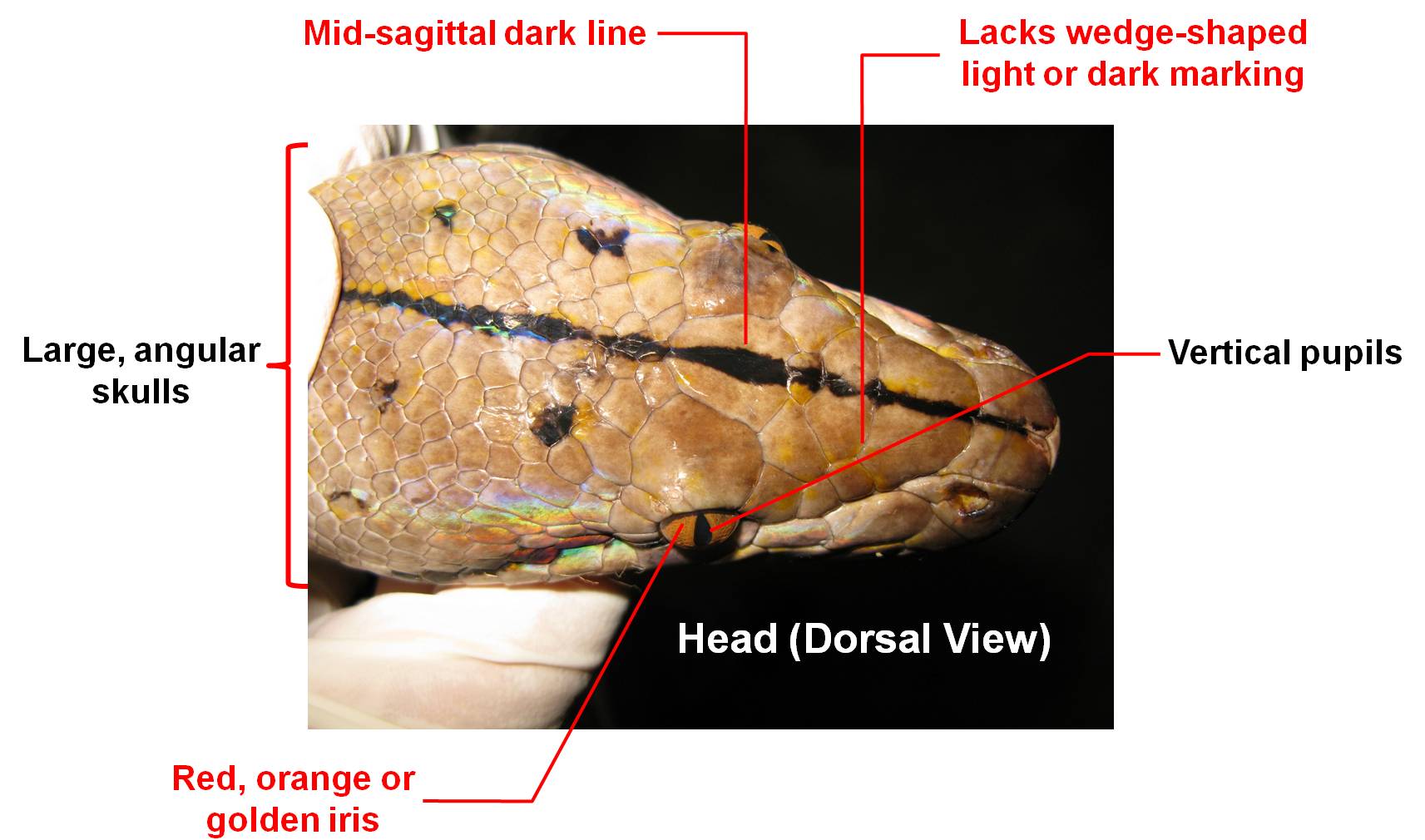 python_diagnosis_-_dorsal.jpg
