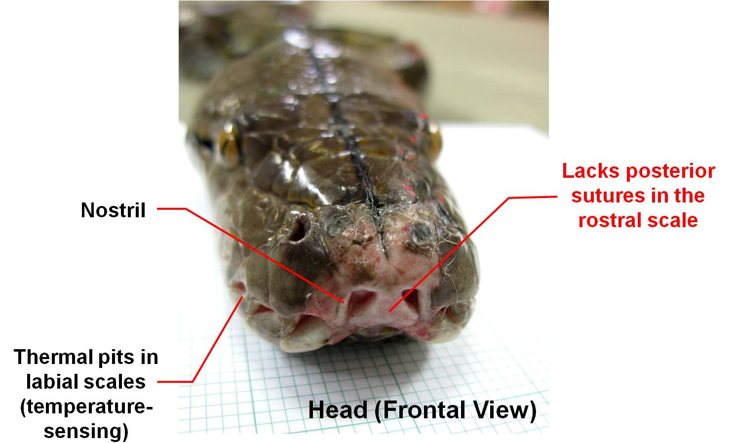 python_diagnosis_-_frontal.jpg