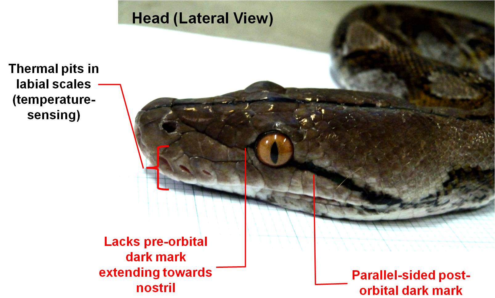 python_diagnosis_-_lateral.jpg