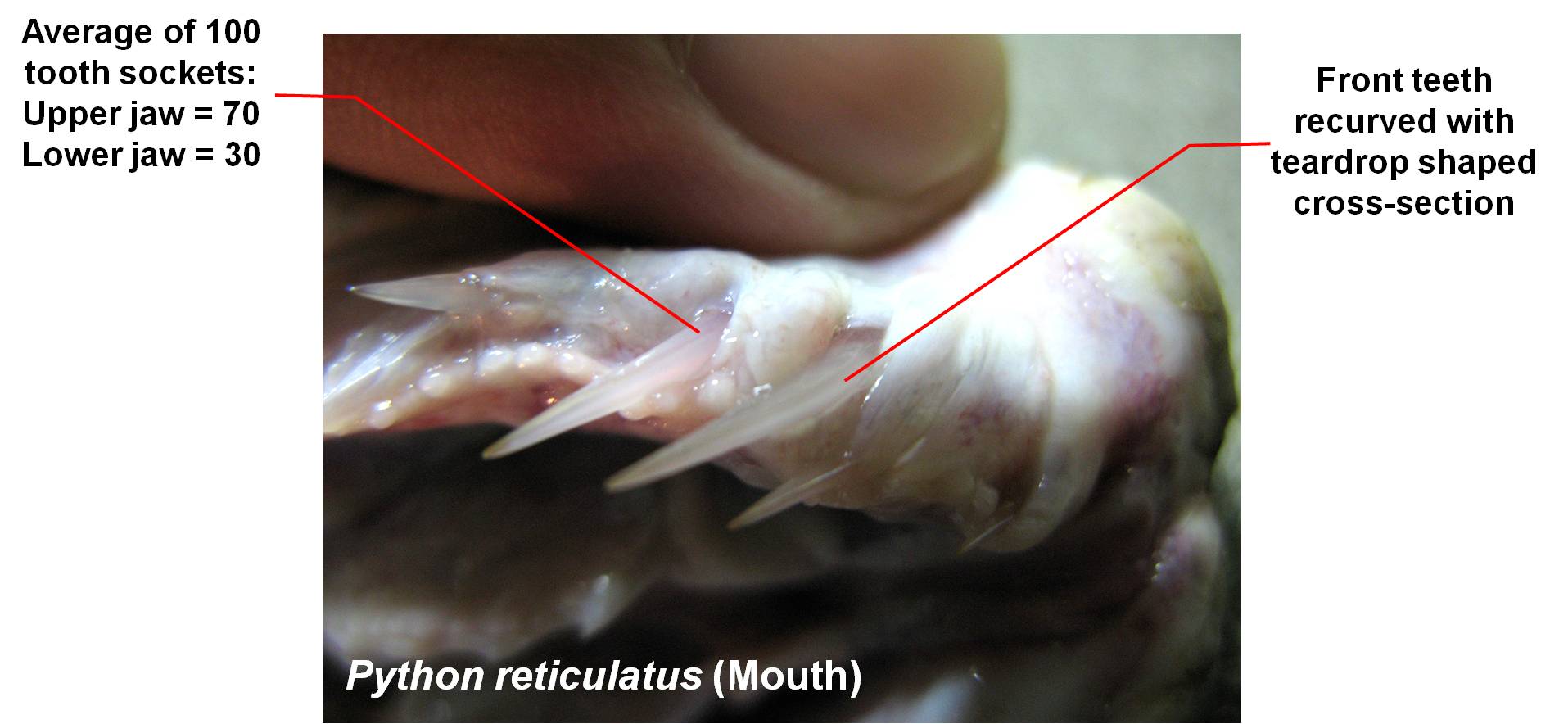python_diagnosis_-_mouth.jpg