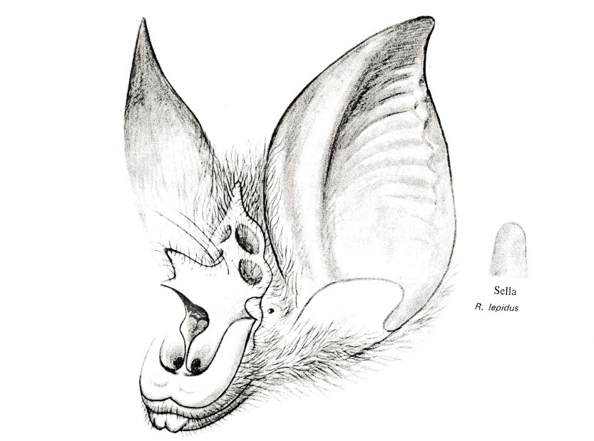 r.lepidus face illustration.JPG