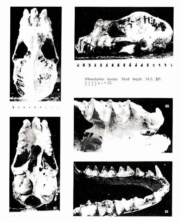r.lepidus skull and dental.JPG