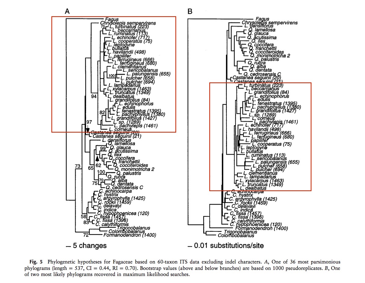 reManos et al 2001_Systematics of Fagaceae - Phylogenetic tests of reproductive trait evolution (dragged).jpg