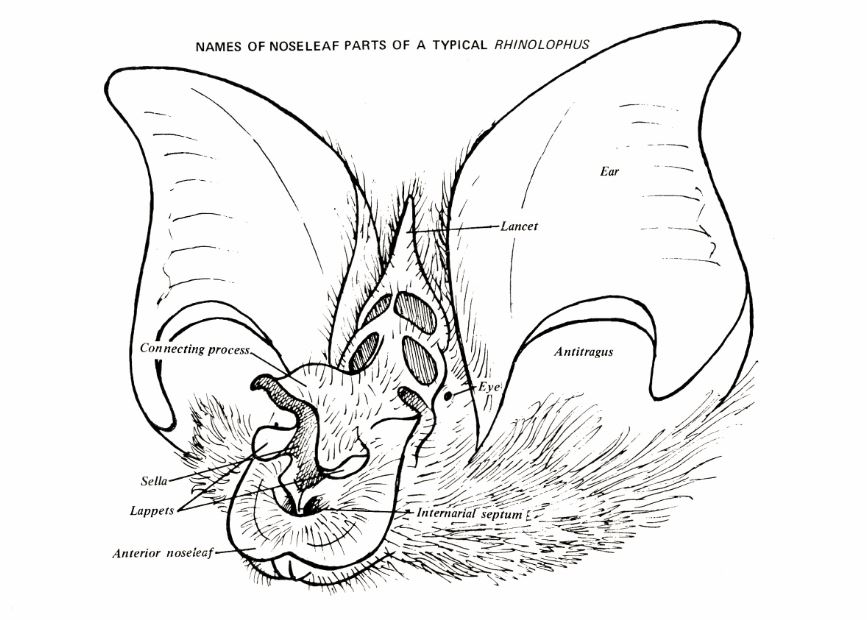 rhinolophus face illustration.JPG