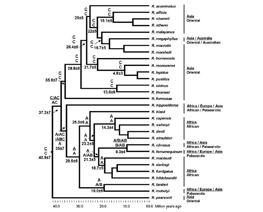 rhinolphus time tree.PNG