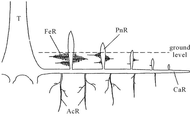 root_system.jpg