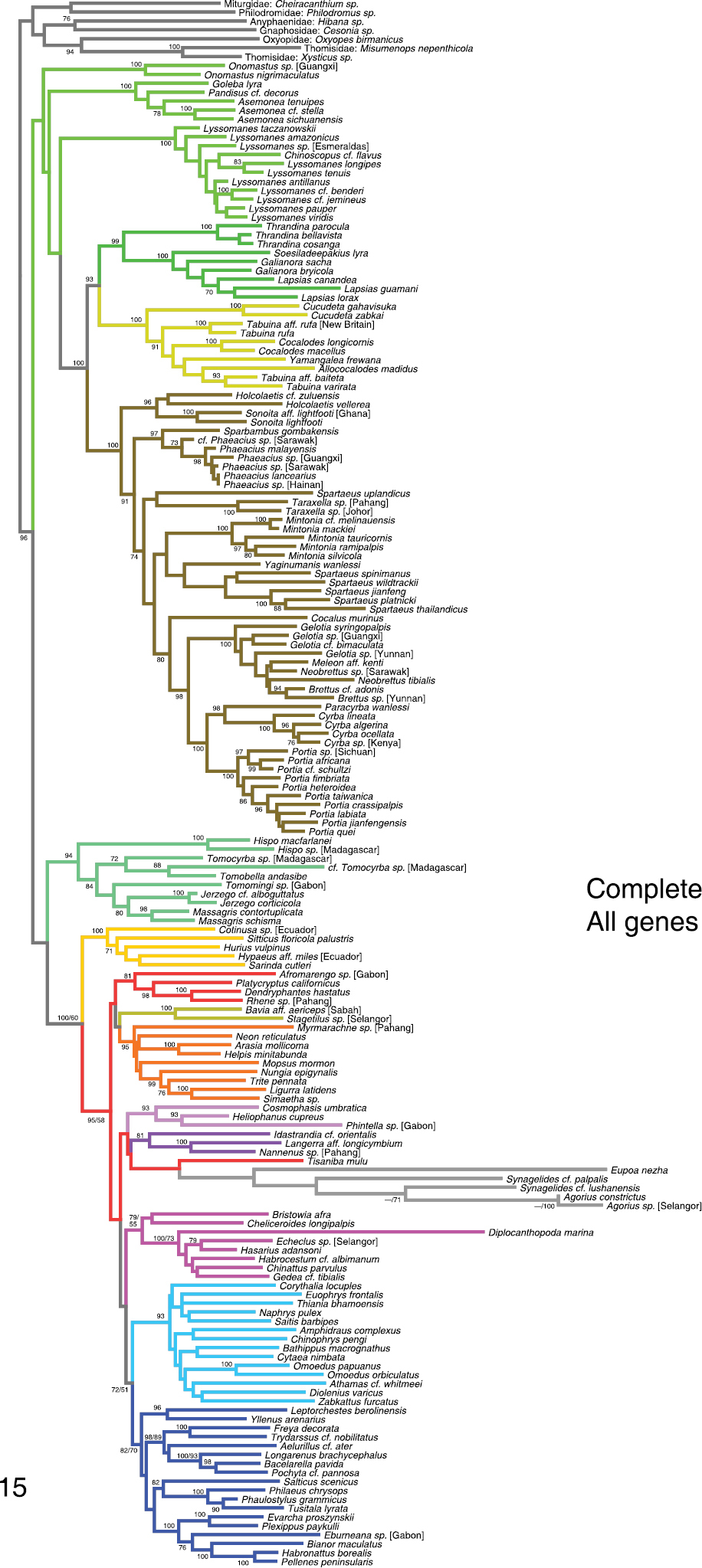 salticid phylogeny.jpg