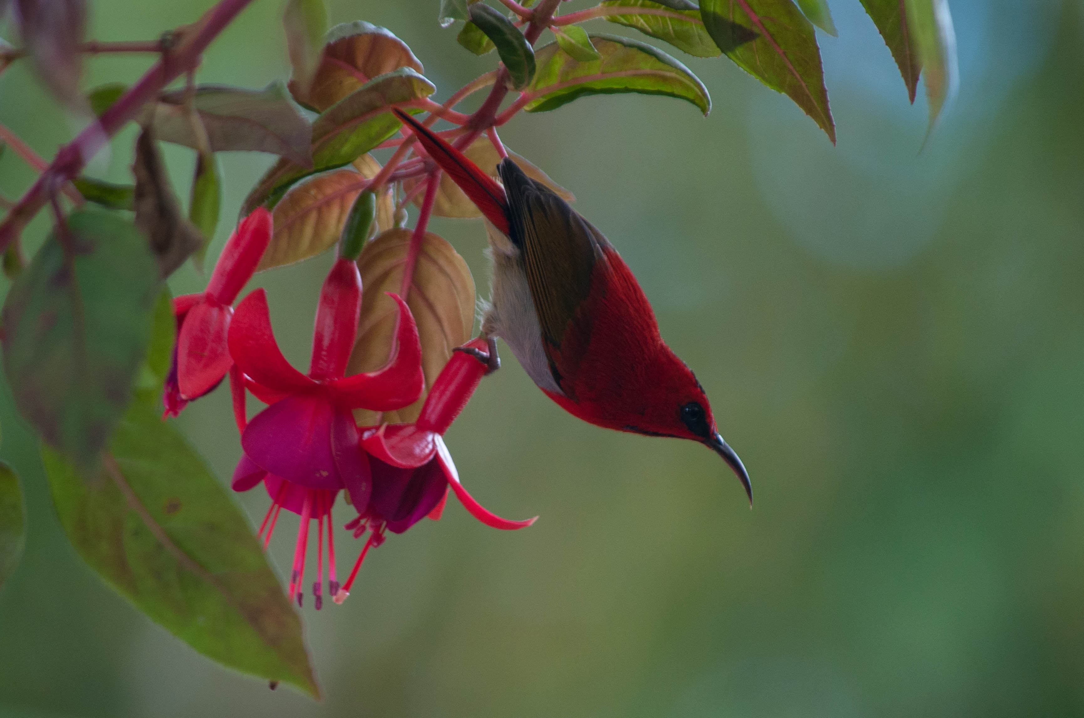 scarlet_sunbird.jpg scarlet_sunbird.jpg