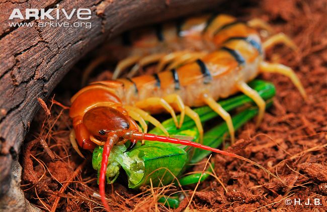 scolopendra-morsitans-eating-locust.jpg