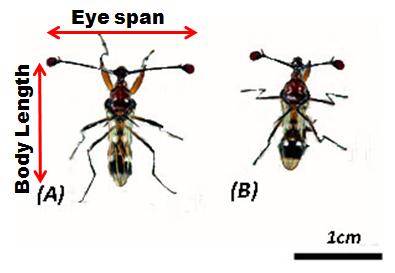 sex diff.jpg sex diff.jpg