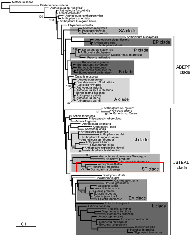 shaddoni_phylogeny1.png