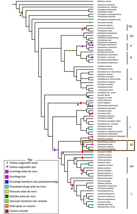 shaddoni_phylogeny2.png