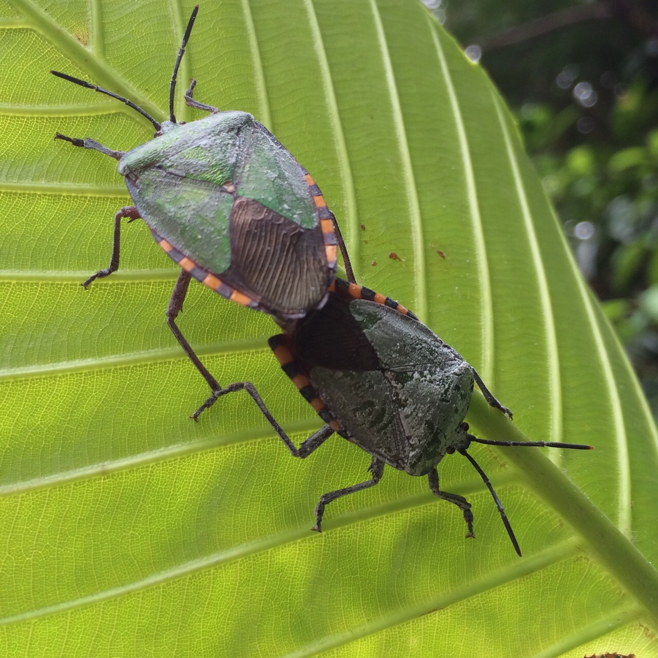 shield bug on leaf.JPG