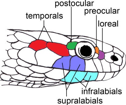 snakehead_lateral_view.jpg
