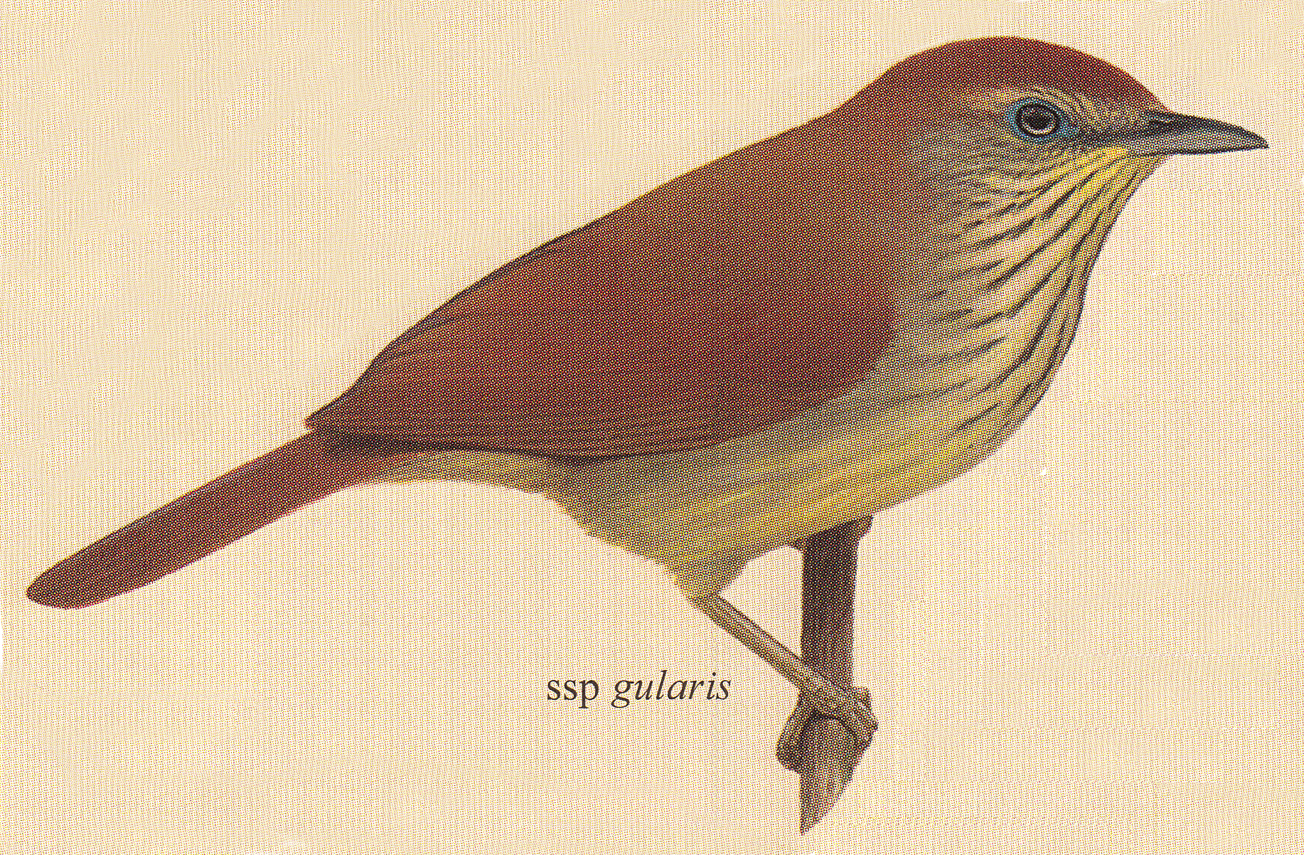 ssp gularis.jpg ssp gularis.jpg