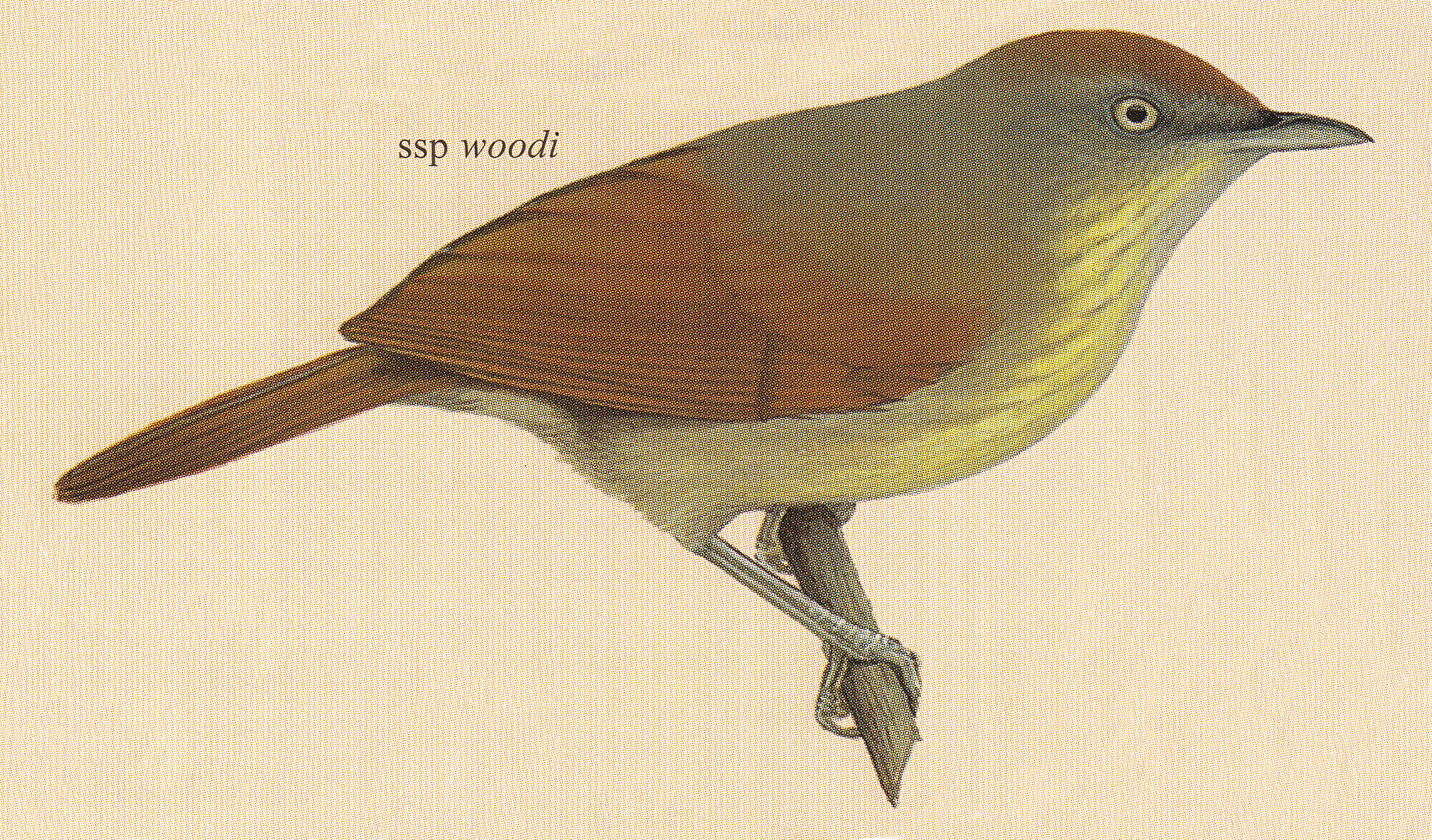ssp woodi.jpg ssp woodi.jpg