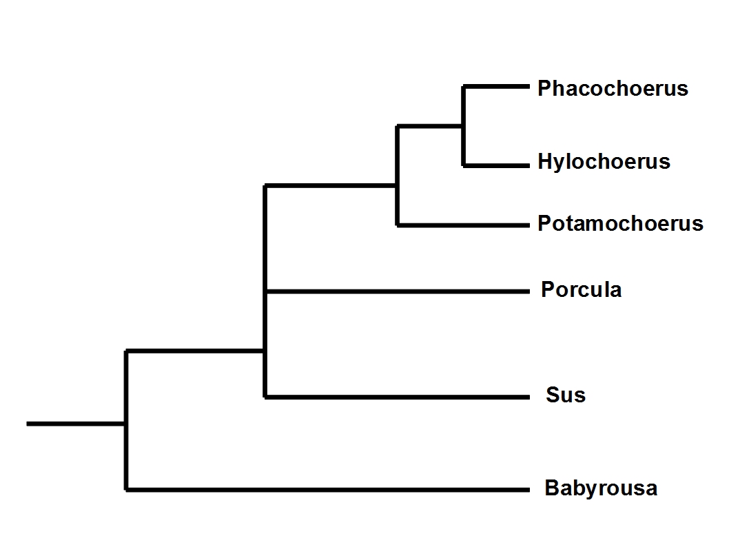 suidae phylo.jpg