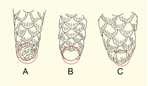 tail scale.png