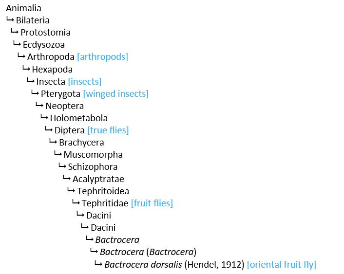taxonomic hierarchy.JPG