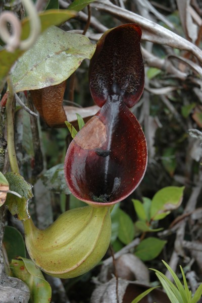 taxo4254 - Nepenthes lowii