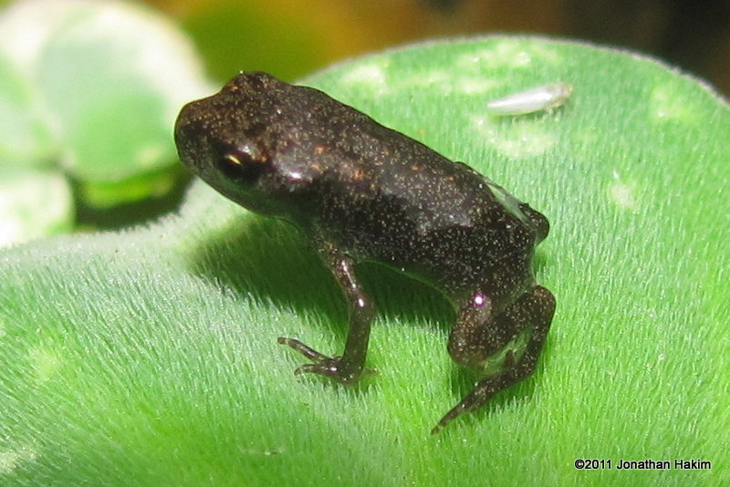 toadlet Jonathan Hakim.jpg