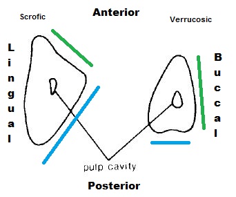 tooth morpho.JPG