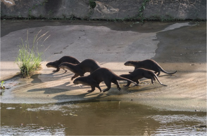 travelling otters.png