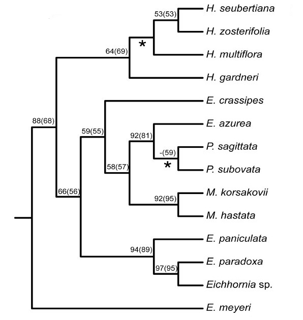 water hyacinth phylogenetic tree.jpg