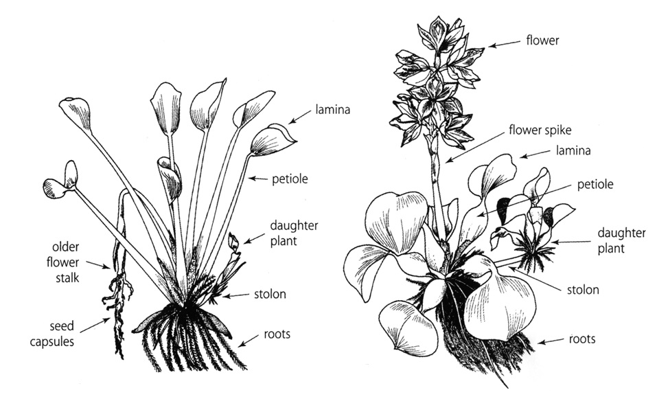 water-hyacinth-diagram.jpg