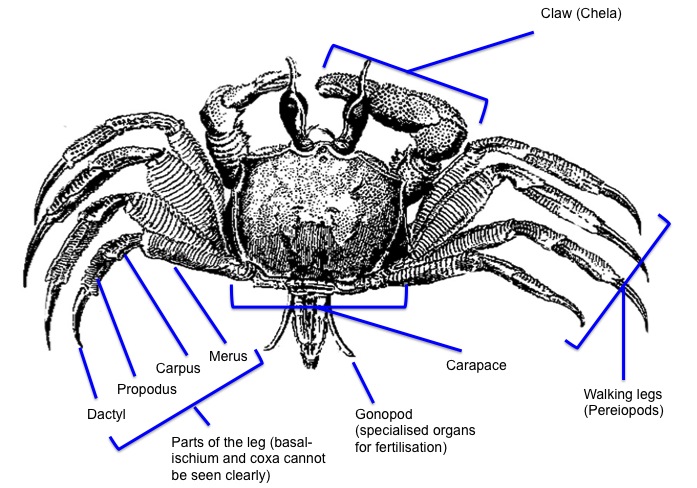 whole_crab_anatomy.jpg
