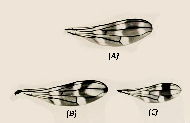 wing variation.jpg wing variation.jpg