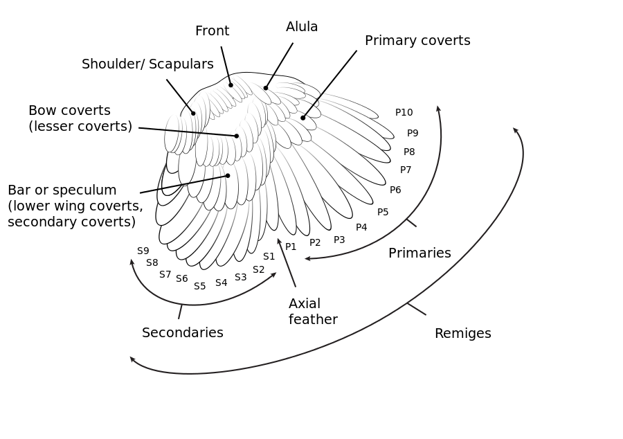 wingdiagram_PL.png