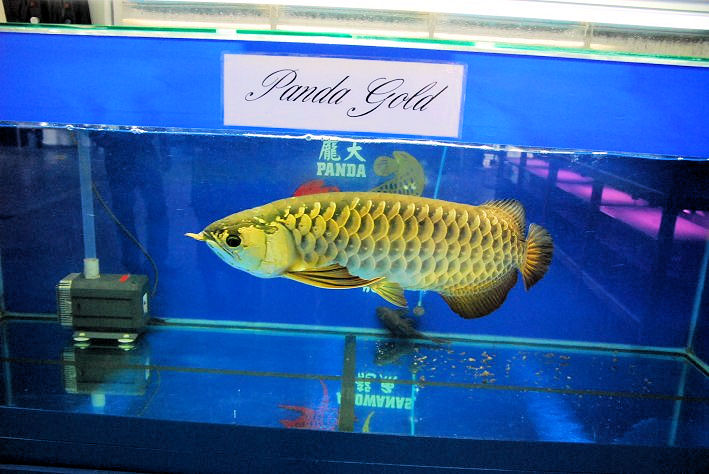 Arowana, Feed and Grow Fish Wikia