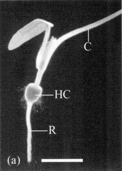 zakaria (2002) - first cotyledon develops.JPG